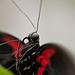 20110403 0562RMw [D~H] Scharlachroter Schwalbenschwanz (Papilio rumanzovia), Steinhude