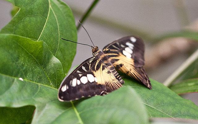 20110403 0563RMw [D~H] Blauer- oder Brauner Segelfalter (Parthenos sylvia), Steinhude