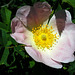 Hundsrose