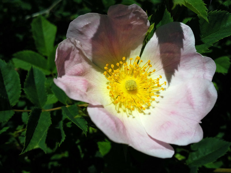 Hundsrose