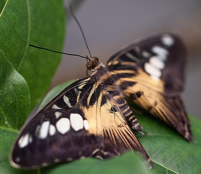 20110403 0566RMw [D~H] Blauer- oder Brauner Segelfalter (Parthenos sylvia), Steinhude