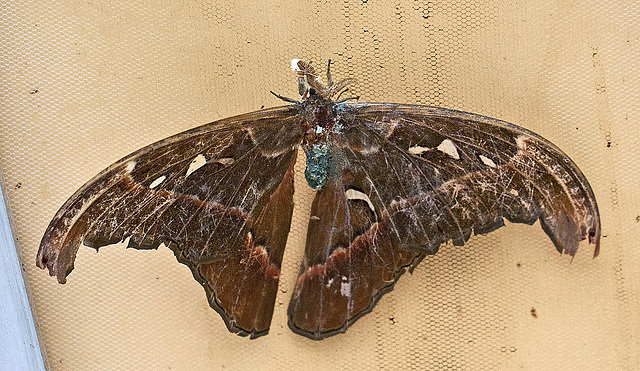20110403 0571RMw [D~H] Atlasspinner (Attacus atlas), Steinhude