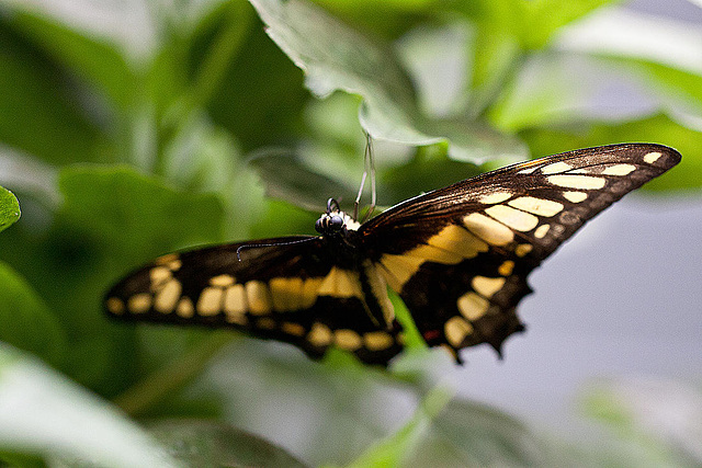 20110403 0575RMw [D~H] Ritterfalter (Papilio cresphontes), Steinhude