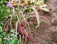 Pennisetum setaceum fireworks