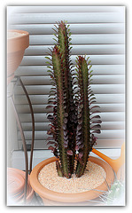 Euphorbia trigona 'Rubra' (2)