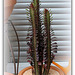 Euphorbia trigona 'Rubra' (2)