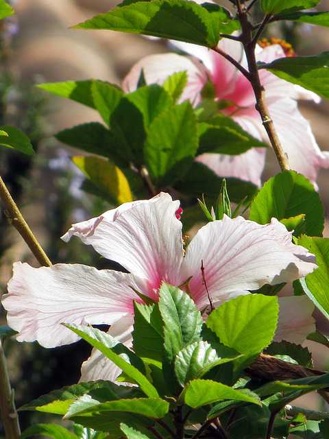 Hibiscus