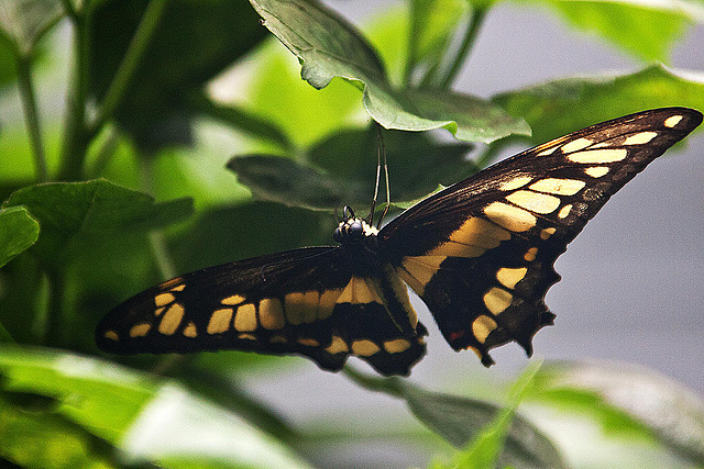 20110403 0588RAw [D~H] Ritterfalter (Papilio cresphontes), Steinhude