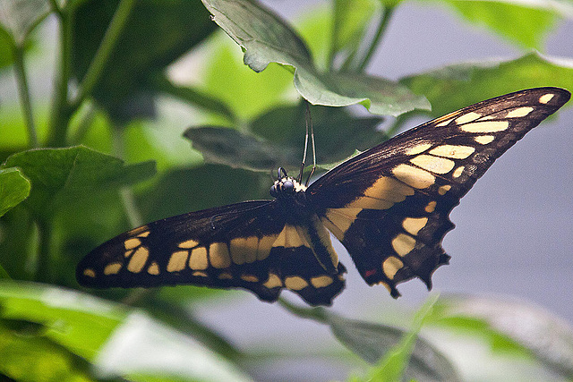 20110403 0589RAw [D~H] Ritterfalter (Papilio cresphontes), Steinhude