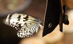 20110403 0597RAw [D~H] Weiße Baumnymphe (Idea leuconoe), Steinhude