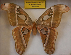 20110403 0601RAw [D~H] Atlasspinner (Attacus atlas), Steinhude