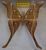 20110403 0602RAw [D~H] Herkulesspinner (Attacus hercules), Steinhude