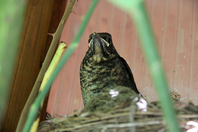 Frau Amsel und Ihr Nest