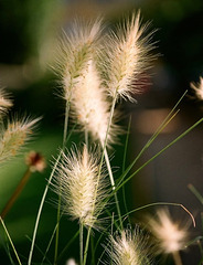 pennisetum villosum