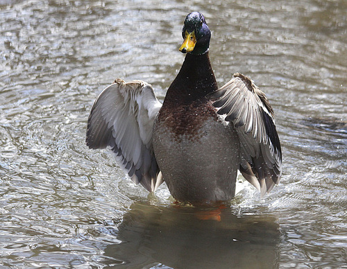 Canard colvert  (  Mâle )