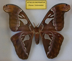 20110403 0603RAw [D~H] Atlasspinner (Attacus imposantus), Steinhude