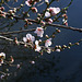 Hybrid Almond x Peach blossom.
