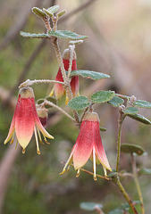 Correa reflexa var. scabridula