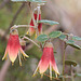 Correa reflexa var. scabridula