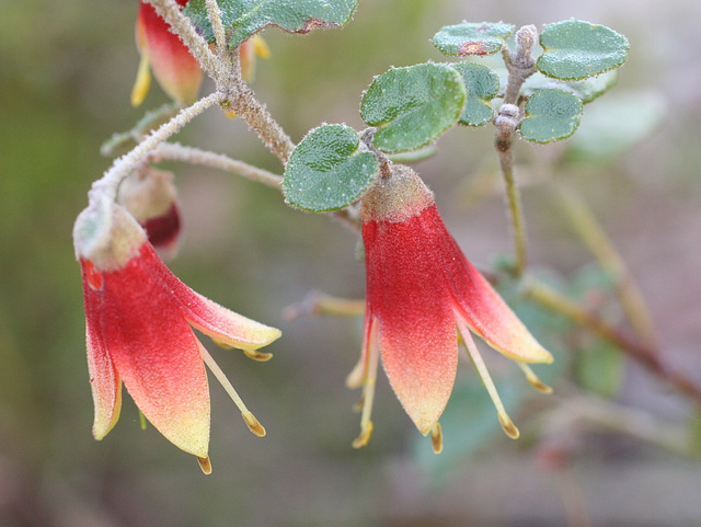 Correa reflexa var. scabridula