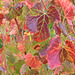 Autumn vine leaves