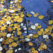 Floating Poplar leaves