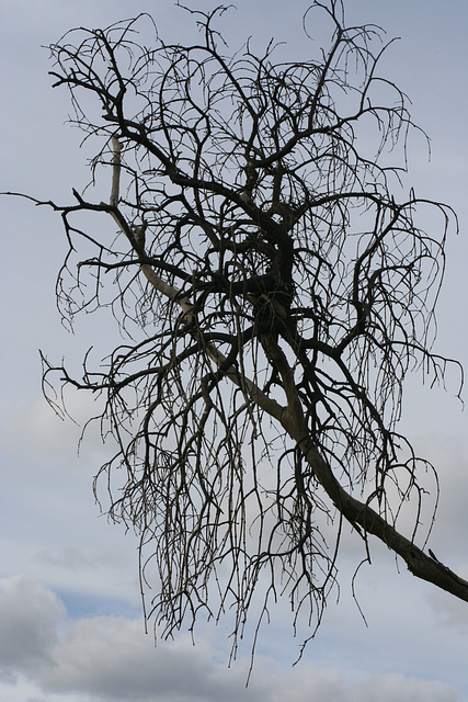 Dead mistletoe