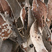 Dead skeletonized leaves of Pink Gum.