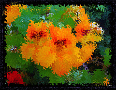 Je pense a toi ( nasturtiums )2