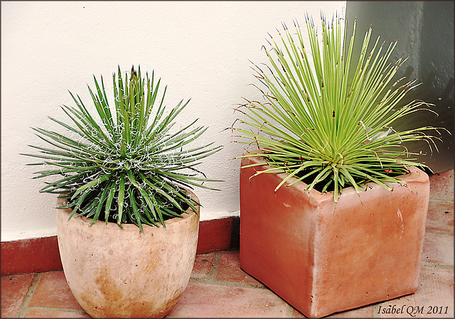 Agave leopoldi - Agave stricta minor