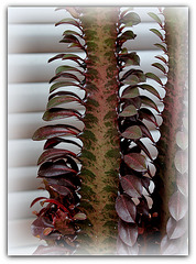 Euphorbia trigona 'Rubra' (3)