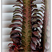 Euphorbia trigona 'Rubra' (3)