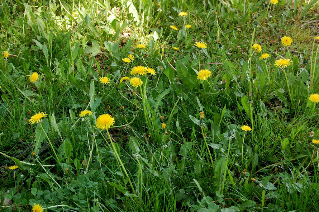 herbejo kun  "hundaj floroj"