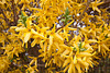 20110403 0612RWw [D~H] Forsythie