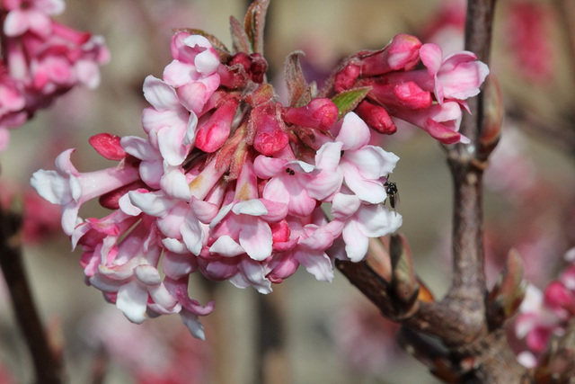 Viburnum bodnantense dawn (3)