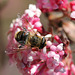 Eristale- mouche à fleur (2)