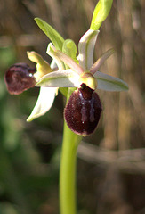 Fleur d'Ophrys , famille d'Orchidée