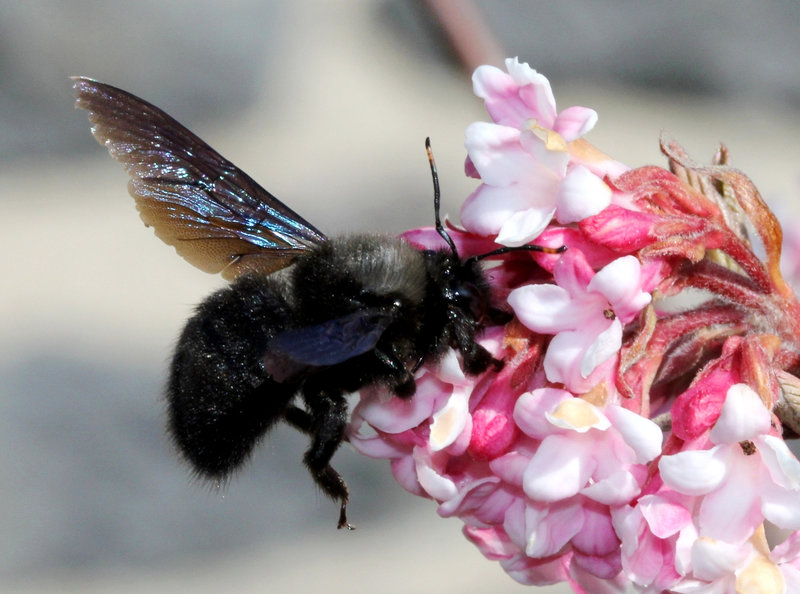 Xylocope violet - Xylocopa violacea (2)