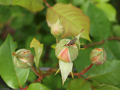 Rosenknospen mit Besucher