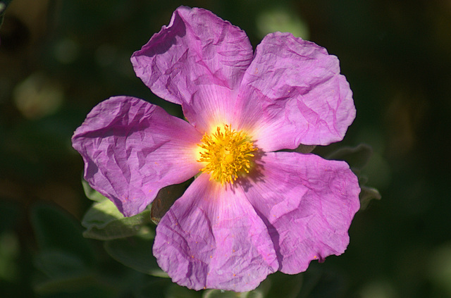 Fleur de Ciste cotonneux