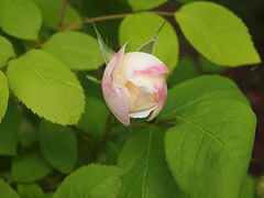 kleine Rose