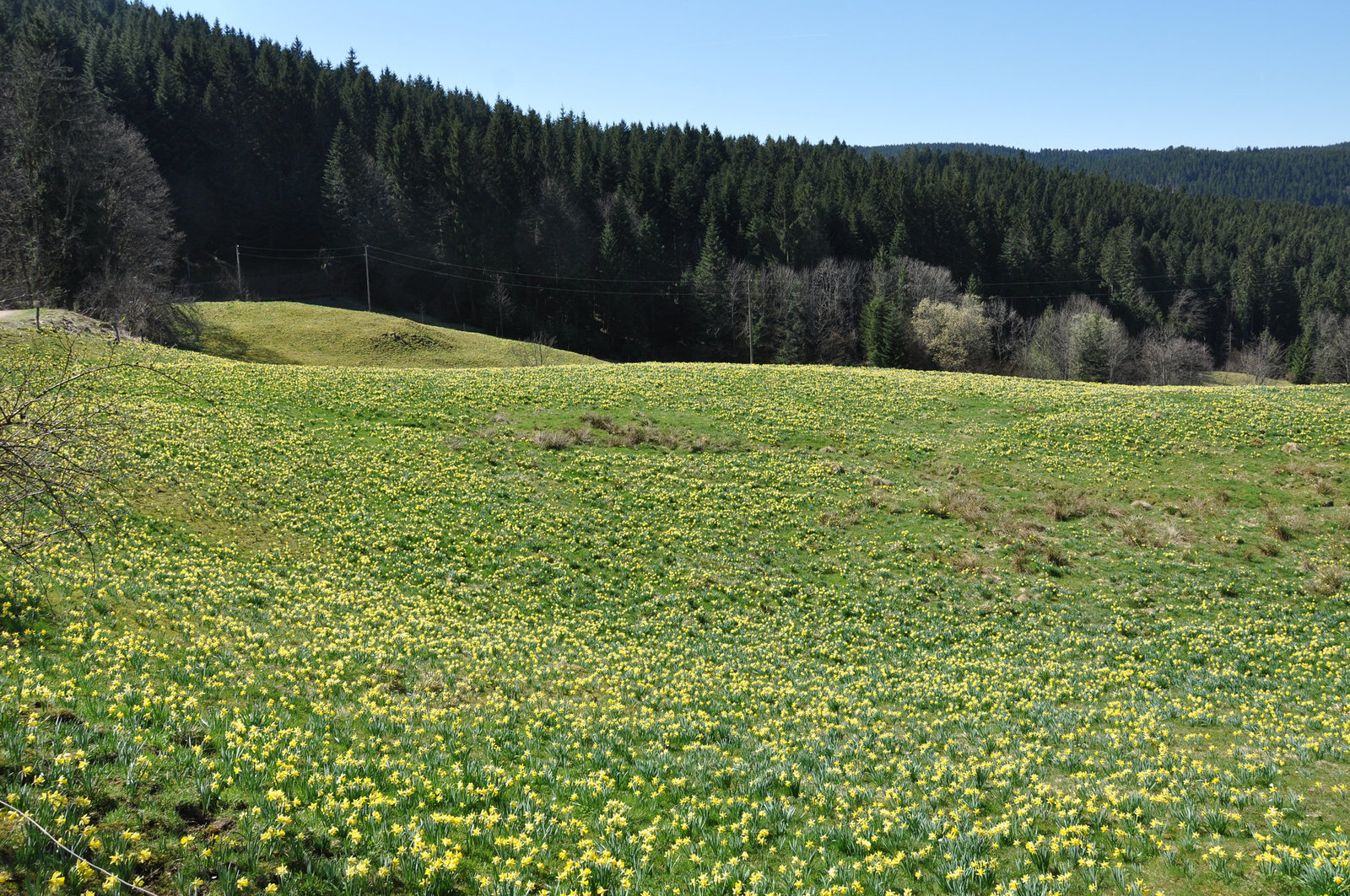 GERARDMER