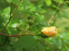 erste Rosen in diesem Jahr