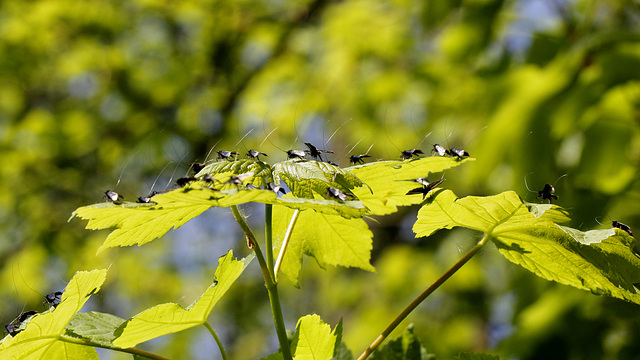 Rencontre au sommet