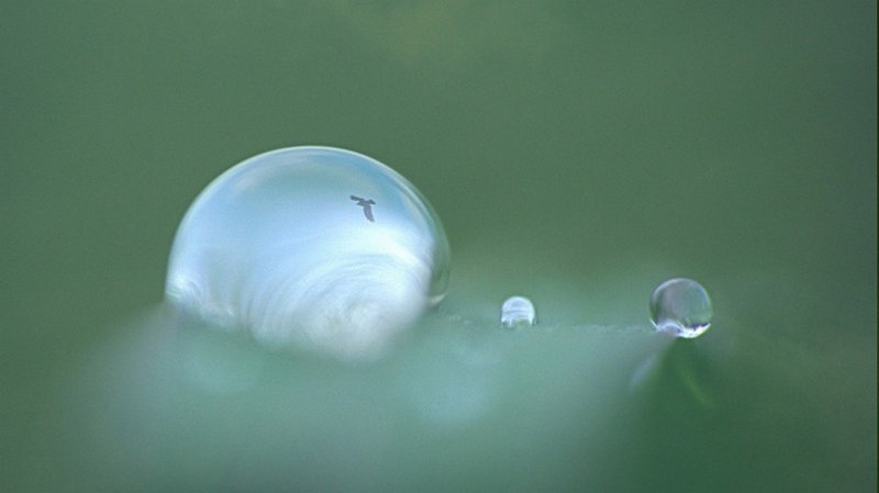 Bulles tendres