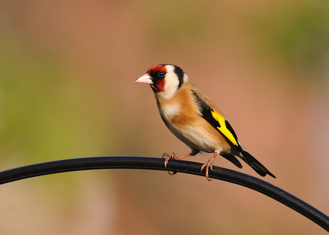 Goldfinch 3