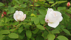 erste Rosen in diesem Jahr