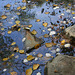 Floating Poplar leaves.