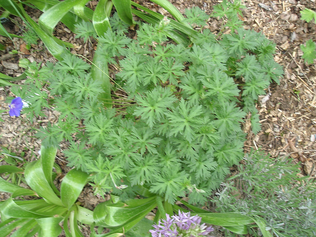 géranium 'orion' P5011479