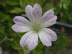 géranium oxonianum 'katherine adéle' P5011443